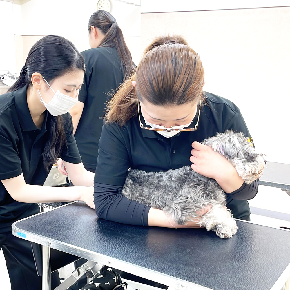 1年生の保定実習